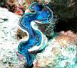 algue_bleu_cyanobacterie.jpg