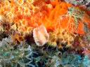 algue_brune_pheophycee_dictyote_alguefourchue.jpg