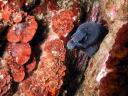 algue_rouge_rhodophycee_coralligene_pseudolithophyllum.jpg