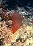 algue_rouge_rhodophycee_porphyre_unicellulaire.jpg