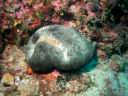 algue_verte_chlorophycee_codium_en_boule_2.jpg