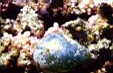 algue_verte_chlorophycee_valonia_perle_merrouge.jpg
