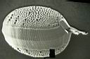 algues_unicellulaire_phyto_plancton_dinofagelle-squelette.jpg