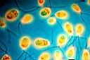 algues_unicellulaire_phyto_plancton_dinofagelle.jpg