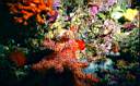 37_22_faux_corail_myriapora_truncata_l.jpg