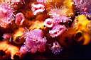 b6620_corynactisrose.jpg