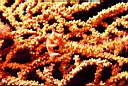 b6622_tritonia.jpg