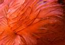 b6721d4_bispires.jpg