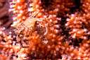 b6728d4_macropode.jpg