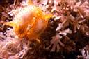 b6730d4_polycera.jpg