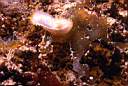 b6736d4_polycera.jpg