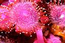 b6737d4_corynactisrose.jpg
