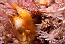 b6738d4_polycera.jpg