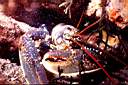 b6816d5_homard.jpg