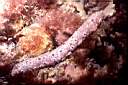 b6819d5_eponge.jpg