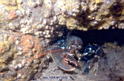 80_13_homard_c.jpg