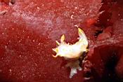 Dscn5841_polycera.jpg