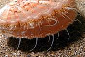 dscn5818_pecten.jpg