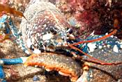 dscn5844_homard.jpg
