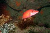 dscn5886_coquette_femelle.jpg