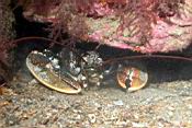 dscn5896_homard.jpg