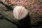 dscn5922_oursin.jpg