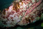 dscn5929_corynactis.jpg
