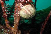 dscn5955_ambianceoursin.jpg