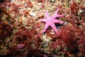 n11457_henricia.JPG