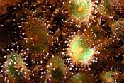 n11462_corynactis.JPG