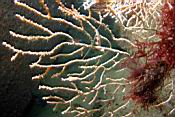 n11483_tritonia_ponte.JPG