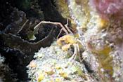 n11508_macropode.JPG