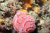 n11513_fraise_aplidium.JPG