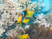 dscn3661.jpg