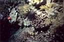 Poisson_lion_pterois_33_71_p.jpg