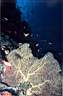 Tombant_gorgone_27_71_p.jpg