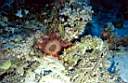 acanthaster_02_72_p.jpg