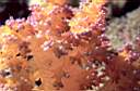 alcyonaire_74-17p.jpg