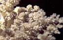 alcyonaire_arborescent_74-15p.jpg
