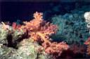alcyonaire_epineux_02_71_p.jpg