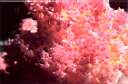 alcyonaire_epineux_74-14p.jpg