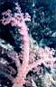 alcyonaire_epineux_74-34p.jpg