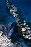 ange_croissant_geographe_23_70_p.jpg