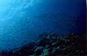 banc_de_poisson_08_72_p.jpg