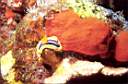 chromodoris_73-35p.jpg