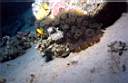 clown_anemone_22_71_p.jpg