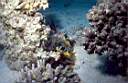 clown_corailacropore_18_71_p.jpg