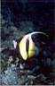 cocher_35_70_p.jpg