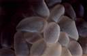 corail_a_bulles_74-20p.jpg