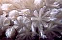 corail_a_polypes_battants_74-16p.jpg